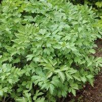 Primrose Lovage Herb Plant Levisticum Officinale 9cm Pot in Green | Size: 1 Pack