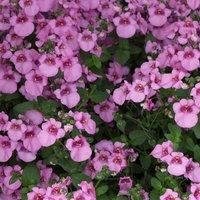Primrose Diascia Diamond Pink Flowering Bedding Plants 9cm Pot