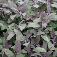Primrose Sage Purpurascens Purple Sage Or Salvia Officinalis 9cm Pot Herb Plant in Green | Size: 3 Pack