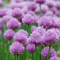 Primrose Chives Herb Plant Allium Schoenoprasum 9cm Pot in Purple | Size: 3 Pack