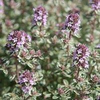 Primrose Thyme Silver Posie Herb Plant Thymus 9cm Pot in Purple | Size: 3 Pack