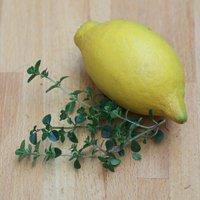 Primrose Lemon Thyme Herb Plant Thyme Culinary Lemon 9cm Pot in Green | Size: 3 Pack