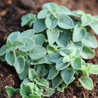 Primrose Oregano Herb Plant Origanum Hot & Spicy 9cm Pot in Green | Size: 3 Pack