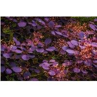 Direct Plants 3x Cotinus Royal Purple Smoke Bush in Pots Garden Shrubs