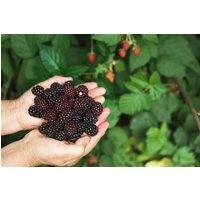 Direct Plants 3x Evergreen Thornless Blackberry Fruit Plants in 2/3 Litre Pots