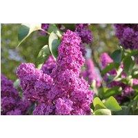 Direct Plants Extra Large Syringa Vulgaris Common Lilac Shrub in a 3 Litre Pot