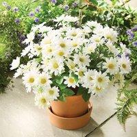 Gainsborough Artificial Daisy Picks for Pots & Baskets, H31cm