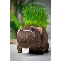 Diabolical Gifts Grow Your Own Hairy Beaver Plant