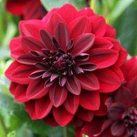 Plant Theory Arabian Night Decorative Dahlia Perennials Flowering Plants Dahlia 3L Pot in Green