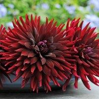 Plant Theory Chat Noir Black Cat Semi-Cactus Dahlia Perennials Flowering Plants Dahlia 3L Pot in Green
