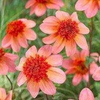 Plant Theory Totally Tangerine Anemone Flowered Dahlia Perennial Flowering Plant Dahlia 3L in Green