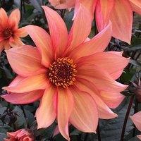 Plant Theory Waltzing Mathilda Dahlia Perennials Flowering Plants Dahlia 3L Pot in Green