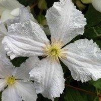 Plant Theory Clematis Prince George White Flowering Vine Climbing Plant 10cm 9cm Pot
