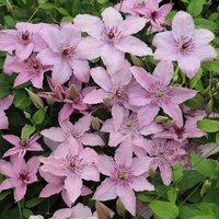 Plant Theory Clematis Hagley Hybrid Pink Flowering Vine Climbing Plant 10cm 9cm Pot