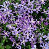 Plant Theory Clematis Arabella Blue Flowering Vine Climbing Plant 10cm 9cm Pot
