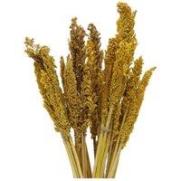 KDMD Vibrant Cantal Grass Bunch - Dried Floral Decor (50cm) in Mustard