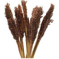 KDMD Vibrant Cantal Grass Bunch - Dried Floral Decor (50cm) in Brown
