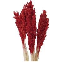 KDMD Vibrant Cantal Grass Bunch - Dried Floral Decor (50cm) in Red