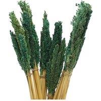 KDMD Vibrant Cantal Grass Bunch - Dried Floral Decor (50cm) in Green