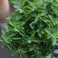 Primrose Oregano Herb Plant Origanum Vulgare 9cm Pot in Green | Size: 1 Pack