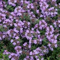 Primrose Thyme Pseudolanuginosus Herb Plant Thymus Polytrichus 9cm Pot in Purple | Size: 1 Pack