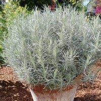 Primrose Curry Plant Herb Plant Helichrysum Italicum 9cm Pot in Silver | Size: 1 Pack