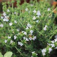 Primrose Winter Savory Herb Plant Satureja Montana 9cm Pot in Green | Size: 1 Pack