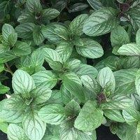 Primrose Chocolate Mint Herb Plant Mentha x Piperita Citrata 9cm Pot in Green | Size: 1 Pack