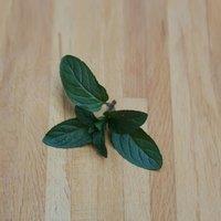Primrose Peppermint Herb Plant Mentha x Piperita 9cm Pot in Green | Size: 1 Pack