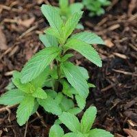 Primrose Swiss Mint Herb Plant Mentha x Piperita Swiss 9cm Pot in Green | Size: 1 Pack