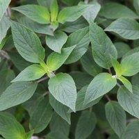 Primrose Pineapple Sage Herb Plant Salvia Elegans 9cm Pot in Green | Size: 1 Pack