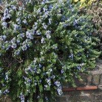 Primrose Rosemary Herb Plant Prostratus Group 9cm Pot in Green | Size: 1 Pack