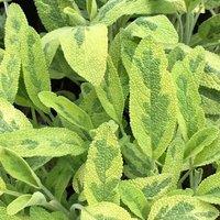 Primrose Sage Icterina Herb Plant Salvia Officinalis Icterina 9cm Pot in Green | Size: 1 Pack