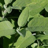 Primrose Common Sage Herb Plant Salvia Officinalis 9cm Pot in Green | Size: 3 Pack