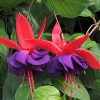 Primrose Fuchsia Voodoo Flowering Bedding Plants 9cm Pot in Red