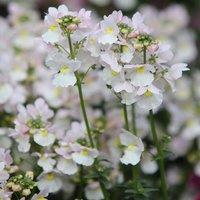 Primrose Nemesia Wisley Vanilla Flowering Bedding Plants 9cm Pot in White