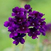 Primrose Verbena Showboat Midnight Flowering Bedding Plants 9cm Pot in Purple