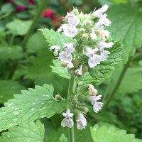 Primrose Catnip Herb Plant Nepeta Cataria 9cm Pot in Green | Size: 3 Pack