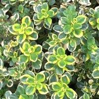 Primrose Thyme Lemon iegated Lemon iegated Thyme Or Thymus 9cm Pot Herb Plant in Green | Size: 3 Pack