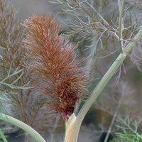 Primrose Fennel Giant Bronze Foeniculum Vulgare Giant Bronze 9cm Pot Herb Plant | Size: 3 Pack