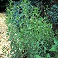 Primrose French Tarragon Herb Plant Artemisia Dracunculus French 9cm Pot in Green | Size: 3 Pack