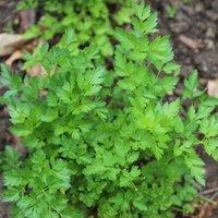 Primrose Parsley Italian Giant Petroselinum Crispum Neapolitanum 9cm Herb Plant in Green | Size: 3 Pack