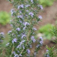 Primrose Rosemary Miss Jessopps Upright Herb Plant 9cm Pot in Green | Size: 3 Pack