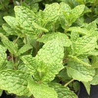 Primrose Moroccan Mint Herb Plant Mentha Spicata Crispa 9cm Pot in Green | Size: 3 Pack