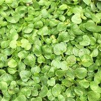 Primrose Corsican Mint Herb Plant Mentha Requienii 9cm Pot in Green | Size: 3 Pack