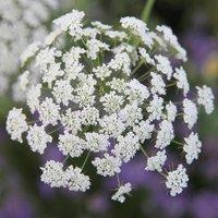 Primrose Garlic Chives Herb Plant Allium Tuberosum 9cm Pot in White | Size: 3 Pack