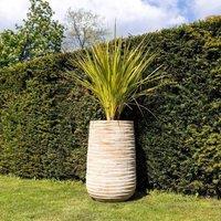 Primrose Tall Round Ribbed Terracotta Planter In Cream 59cm in Beige