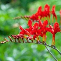Plant Theory Lucifer Montbretia Perennials Flowering Plants Crocosmia 2L Pot in Green
