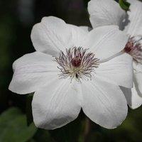 Plant Theory Clematis Wedding Day White Flowering Vine Climbing Plant 60cm Cane 3L Pot