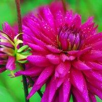 Plant Theory Ambition Semi-Cactus Dahlia Perennials Flowering Plants Dahlia 3L Pot in Green